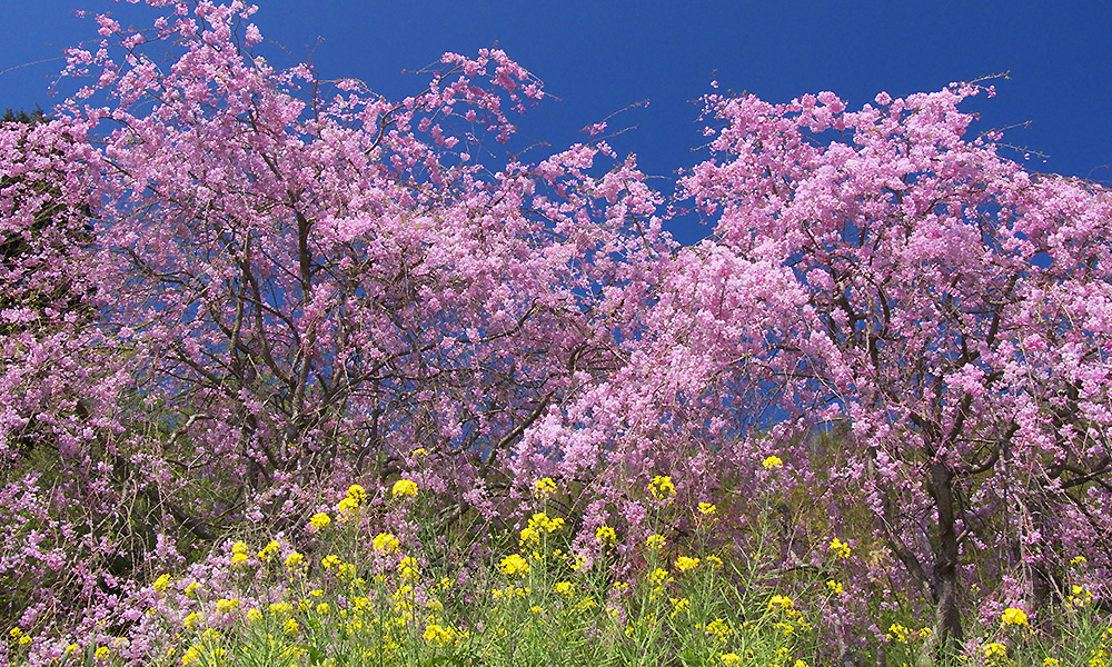 頼朝桜