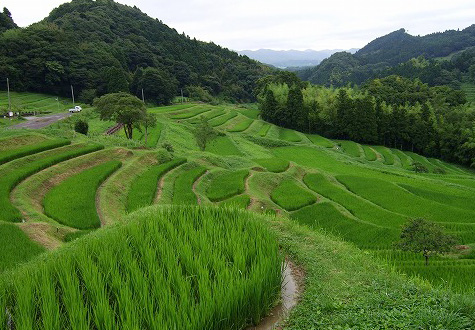 大山千枚田